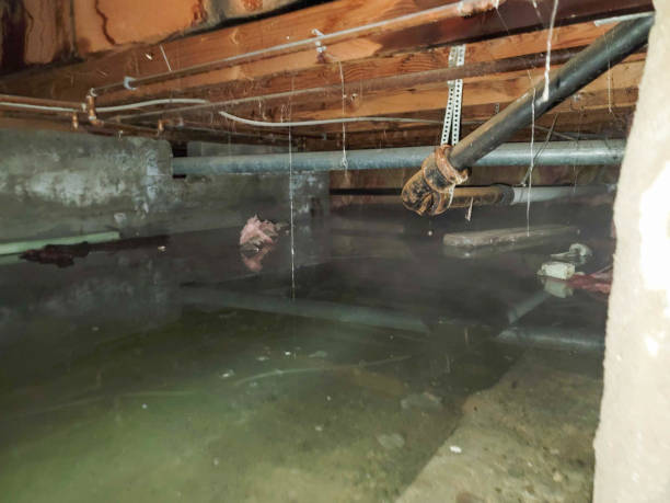 Best Flooded house restoration  in Holly, MI